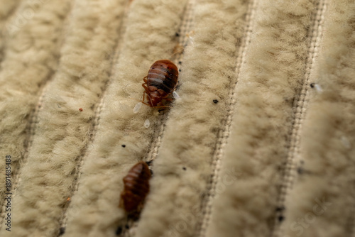 Tableau sur toile Bed Bug On Textile Surface Close Up