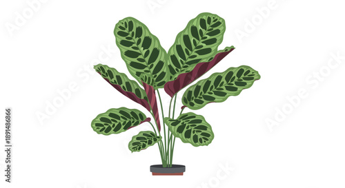 Vibrant prayer plant illustration showcasing beautiful patterned foliage in a stylish pot a perfect decorative element for diverse digital projects