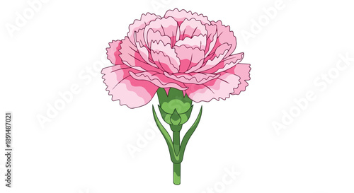 Vibrant pink carnation illustration with detailed ruffled petals and green stem against white background.