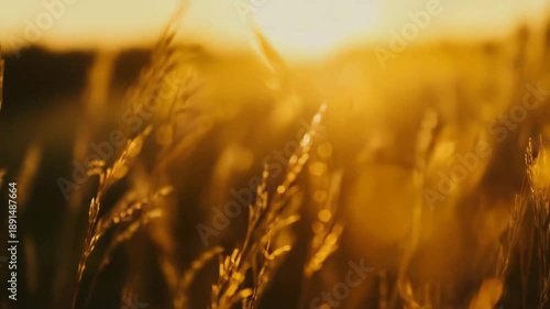 Tall field grass backlit by warm golden hour sunbeams, glowing in soft focus bokeh at sunset, evoking a tranquil, serene countryside moment