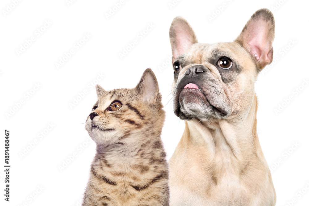 Fototapeta premium Portrait of a French bulldog and a Scottish straight kitten together looking away, closeup, isolated on white background