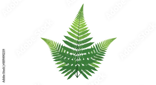 A pristine vector illustration showcases three vibrant green fern fronds, artfully arranged in symmetry on a clean white backdrop, exuding natural