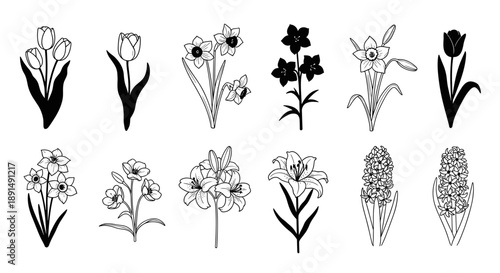 Elegant Botanical Illustrations: A Diverse Collection of Floral Designs on White