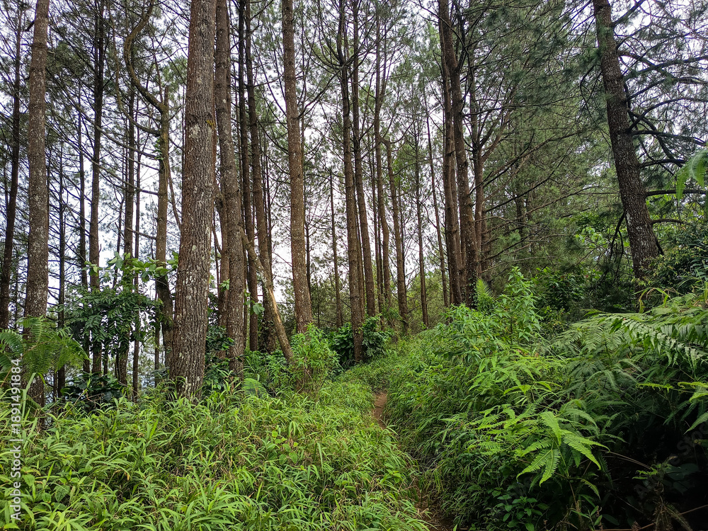 Obraz premium Serene forest path through towering pine trees and lush ferns. High-quality nature landscape perfect for travel, adventure, and eco-friendly wellness backgrounds.
