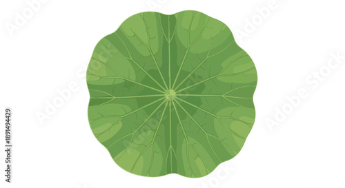 Vibrant green botanical illustration of a fresh aquatic leaf showcasing intricate radial venation on a pure white background perfect for natural