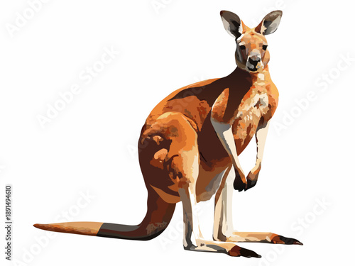 Illustration of a red kangaroo standing on its hind legs