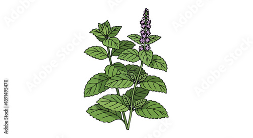 Fresh green herb plant botanical illustration showcasing vibrant leaves and delicate purple flower spikes against a clean white backdrop, ideal for