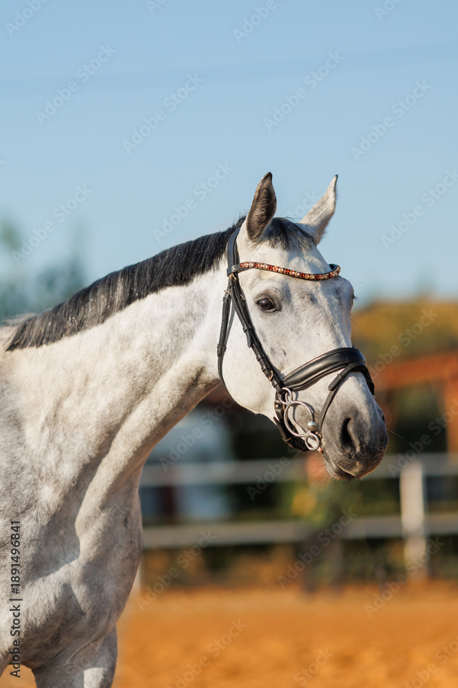Fototapeta premium Gray apple horse on a farm