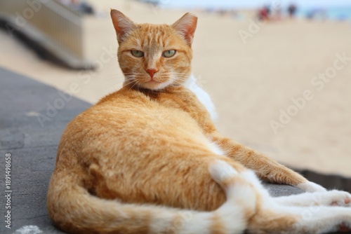 Foto Street cat in Fuerteventura, Spain
