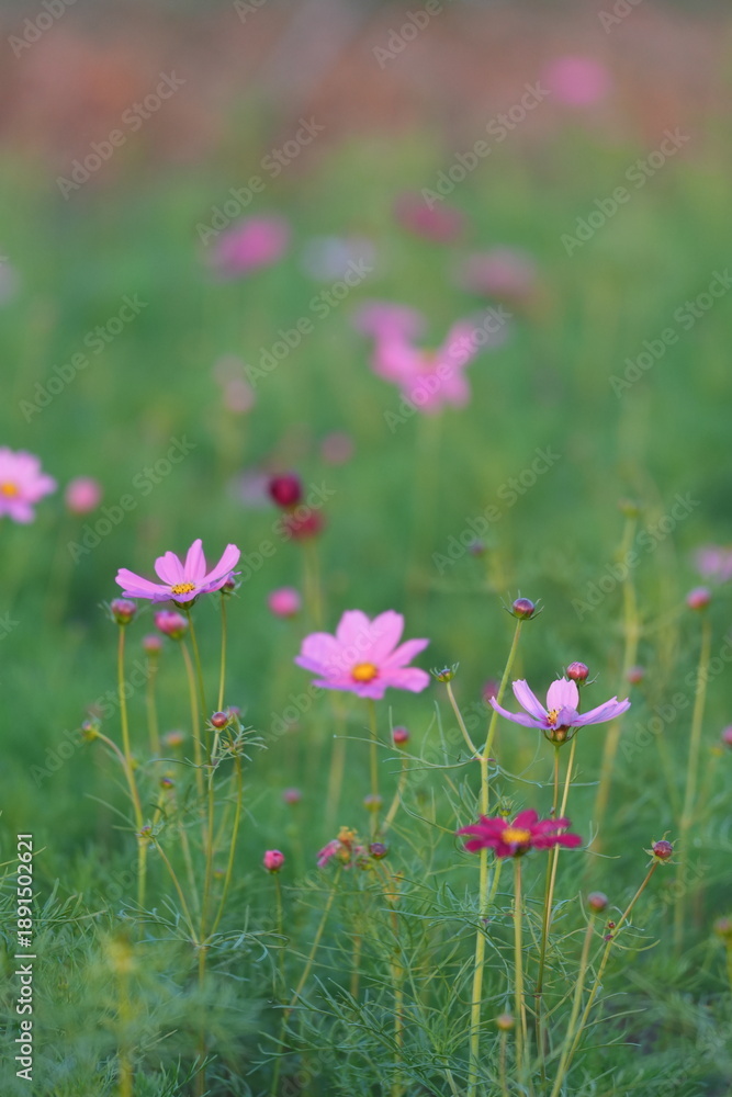 Fototapeta premium A vibrant green meadow with several pink cosmos flowers in various stages of bloom, some in sharp focus and others softly blurred in the background, creating a serene natural scene.