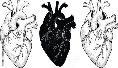 Three anatomical human hearts in black and white line and silhouette anatomy medical
