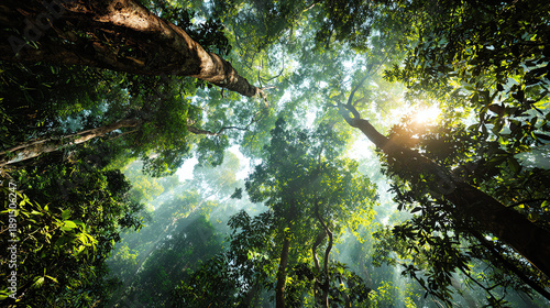 Wallpaper Mural A breathtaking view of a lush forest canopy, sunlight filtering through vibrant green leaves. Torontodigital.ca