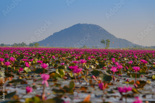 Foto Beautiful pink lotus field in Thailand filled with pink lotus flowers spreads across calm water