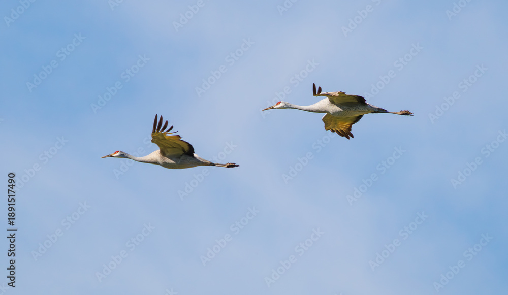 Naklejka premium Sandhill cranes in Birchwood Tennessee at the Sandhill Crane Refuge in January.