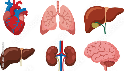 Colorful medical anatomy illustration of human internal organs for biology education, healthcare reference, clinical diagram materials, and scientific learning resources in detailed flat vector style