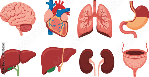 Colorful educational medical anatomy illustration of human internal organs for biology learning, clinical diagram resources, scientific study materials in detailed flat vector style