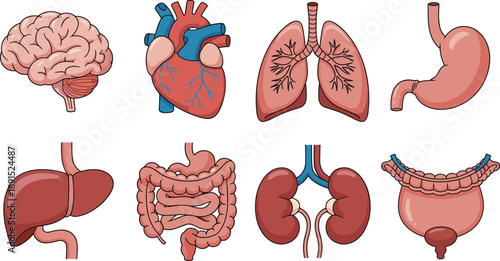 Colorful medical anatomy illustration set of human internal organs for education, healthcare reference, biology science learning materials, and medical diagram resources in flat clinical cartoon style