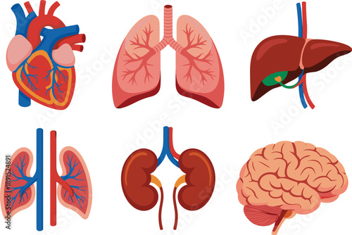 Educational colorful medical anatomy illustration of human internal organs for biology learning, healthcare reference, clinical diagram resources, science study materials in detailed flat vector style