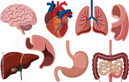 Medical anatomical illustration of human internal organs including brain, heart, lungs, liver, stomach and intestines for biology, health education, anatomy learning and scientific reference.