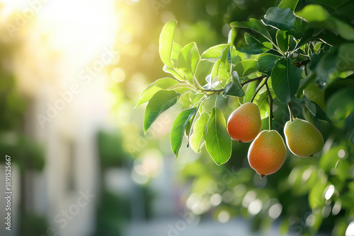 Fresh pears hanging on tree branch, surrounded by vibrant green leaves, illuminated by soft sunlight, creating serene atmosphere