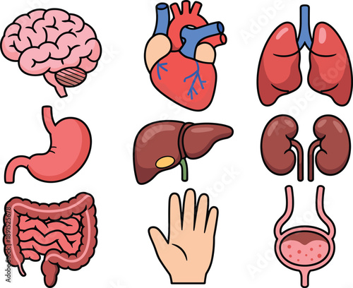 Medical anatomical illustration of human organs including brain, heart, lungs, stomach, liver, kidneys, intestines and bladder for biology, health education and scientific learning.