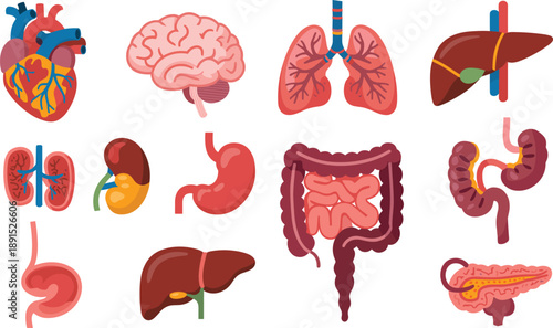 Medical anatomical illustration showing human internal organs including heart, brain, lungs, stomach, intestines, liver, pancreas and kidneys for healthcare, biology and anatomy education.