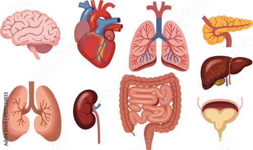 Medical illustration collection of human internal organs including heart, brain, lungs, digestive system, kidneys, bladder, pancreas and liver for anatomy, biology and healthcare education