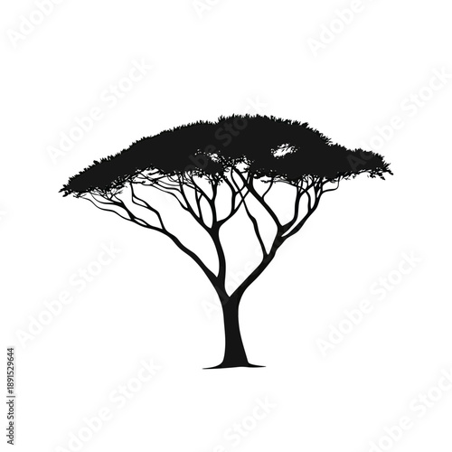 Silhouette of flat acacia tree with spreading umbrella-shaped canopy and thin branches isolated on white background in minimalist vector style for nature and savanna themes