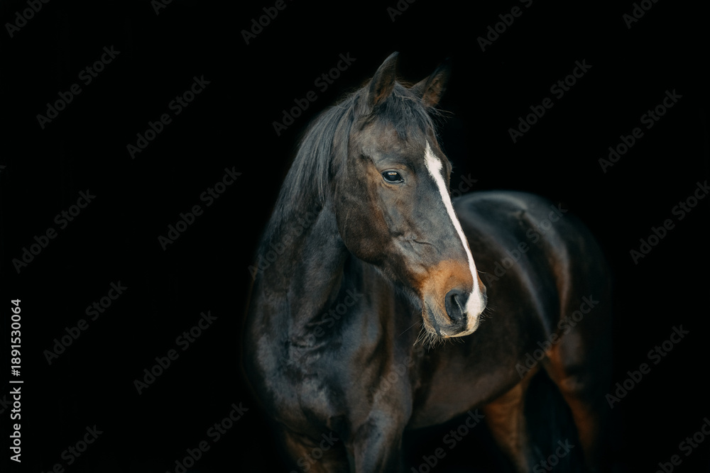 Fototapeta premium Dark bay horse on a black background. Agriculture.