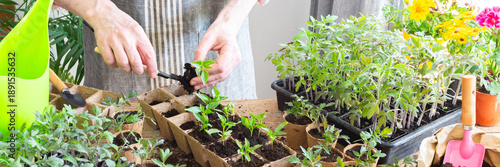 Fotografía In a sunny indoor space, a man carefully transplants young pepper seedlings into