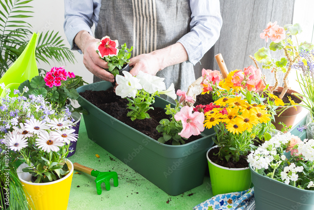 Fototapeta premium A man planting colorful petunias in pots, surrounded by lush greenery, capturing spring gardening and hobby vibes, spring decoration of a home balcony or terrace with flowers