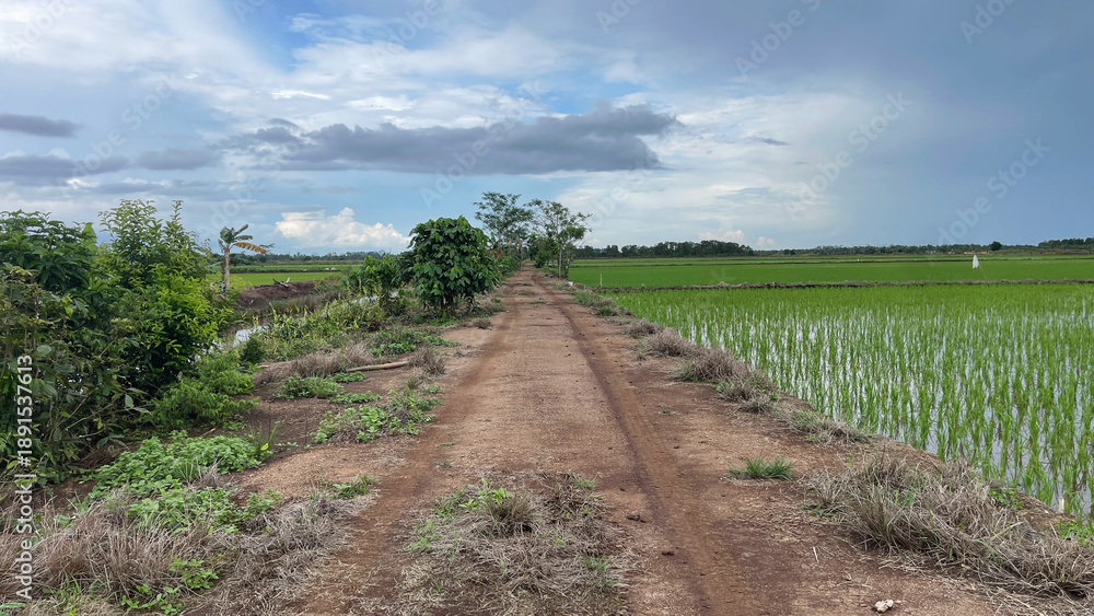 Fototapeta premium Rural dirt road through green rice fields under cloudy blue sky, agricultural landscape with copy space, peaceful countryside scene, farming and nature concept in Southeast Asia