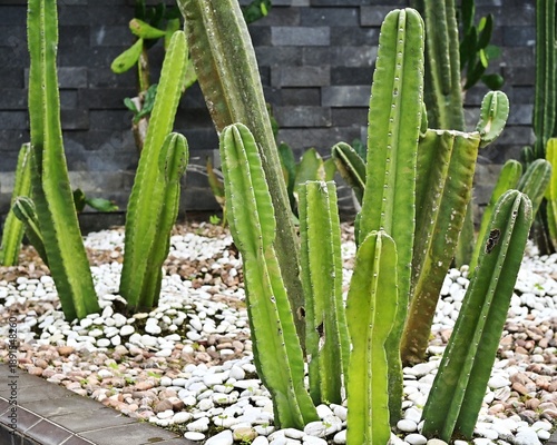 Obraz na płótnie The San Pedro cactus, or Echinopsis pachanoi, or Trichocereus pachanoi, is grown in home gardens