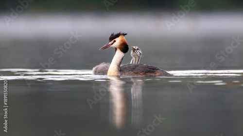 great crested grebe and chick swimming on a lake