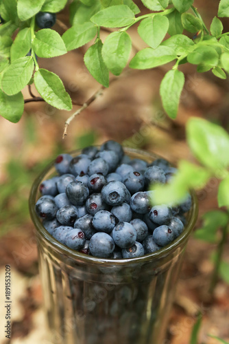 Wallpaper Mural Wild blueberry in glass outdoors in forest close up macro. Picking collecting Blueberries berries harvest close up in nature Torontodigital.ca