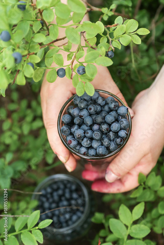 Wallpaper Mural Picking blueberries berries in glass close up top view. Wild blueberry harvest collecting in hands outdoors in forest in nature Torontodigital.ca