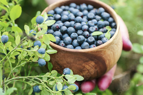 Wallpaper Mural Picking fresh blueberries berries in wooden bowl close up macro. Wild blueberry harvest collecting in hand in forest in nature Torontodigital.ca