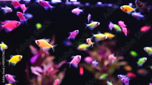Aquarium fish swimming in the aquarium