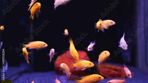 Aquarium fish swimming in the aquarium