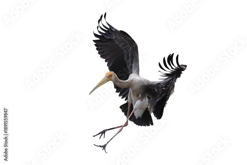 Beautiful flying Painted Stork isolated on transparent background png file	
