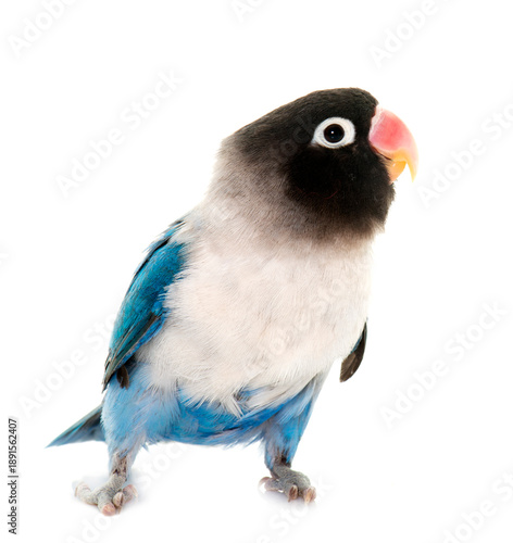 Photography blue masqued lovebird