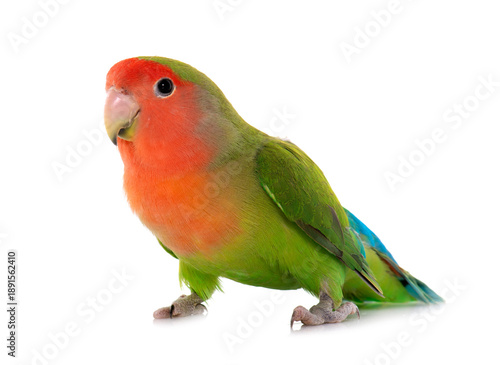 Canvas Print Peach-faced Lovebird  in studio