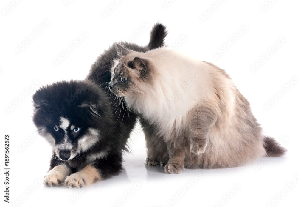 Fototapeta premium pomsky and siberian cat