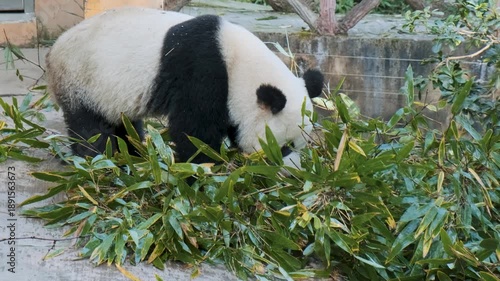 Giant panda walking and eating bamboo leaves at Chengdu Research Base of Giant Panda Breeding, China. Biodiversity, wildlife protection and environmental conservation