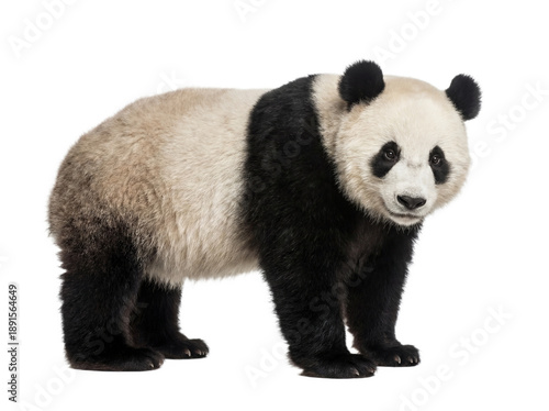 Giant panda standing, side view, isolated on transparent background (PNG)