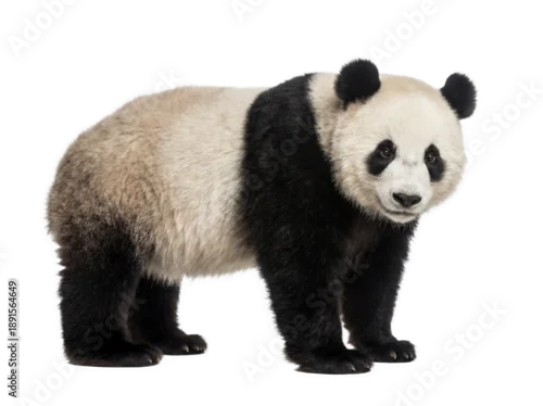 Fototapeta na wymiar Giant panda standing, side view, isolated on transparent background (PNG)
