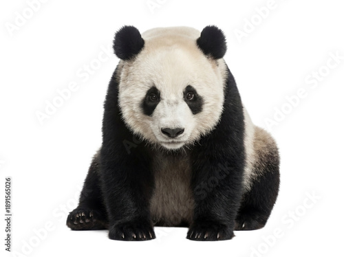 Giant panda sitting, front view, isolated on transparent background (PNG)