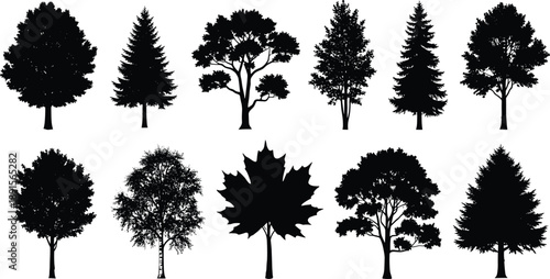 Black silhouettes of various trees on white background tree, silhouette, black, white, background, nature, plants, foliage, landscape, deciduous, evergreen, conifer, leafy, treetops, trunks, branches,