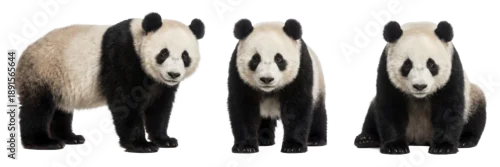 Obraz Giant panda isolated on transparent background