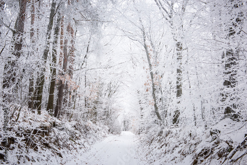 A serene winter scene in a forest. Snow covers the trees and a path leads through the snow